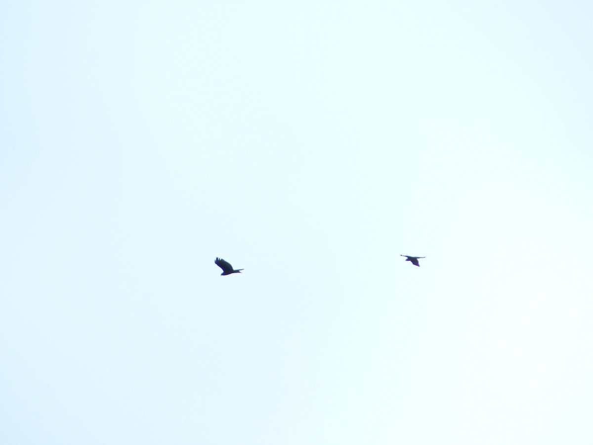 Zone-tailed Hawk - David Griffin