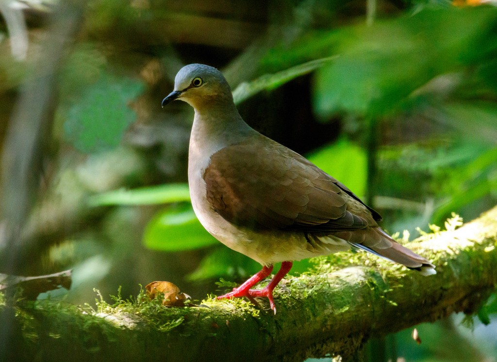 Gray-headed Dove - ML220640581