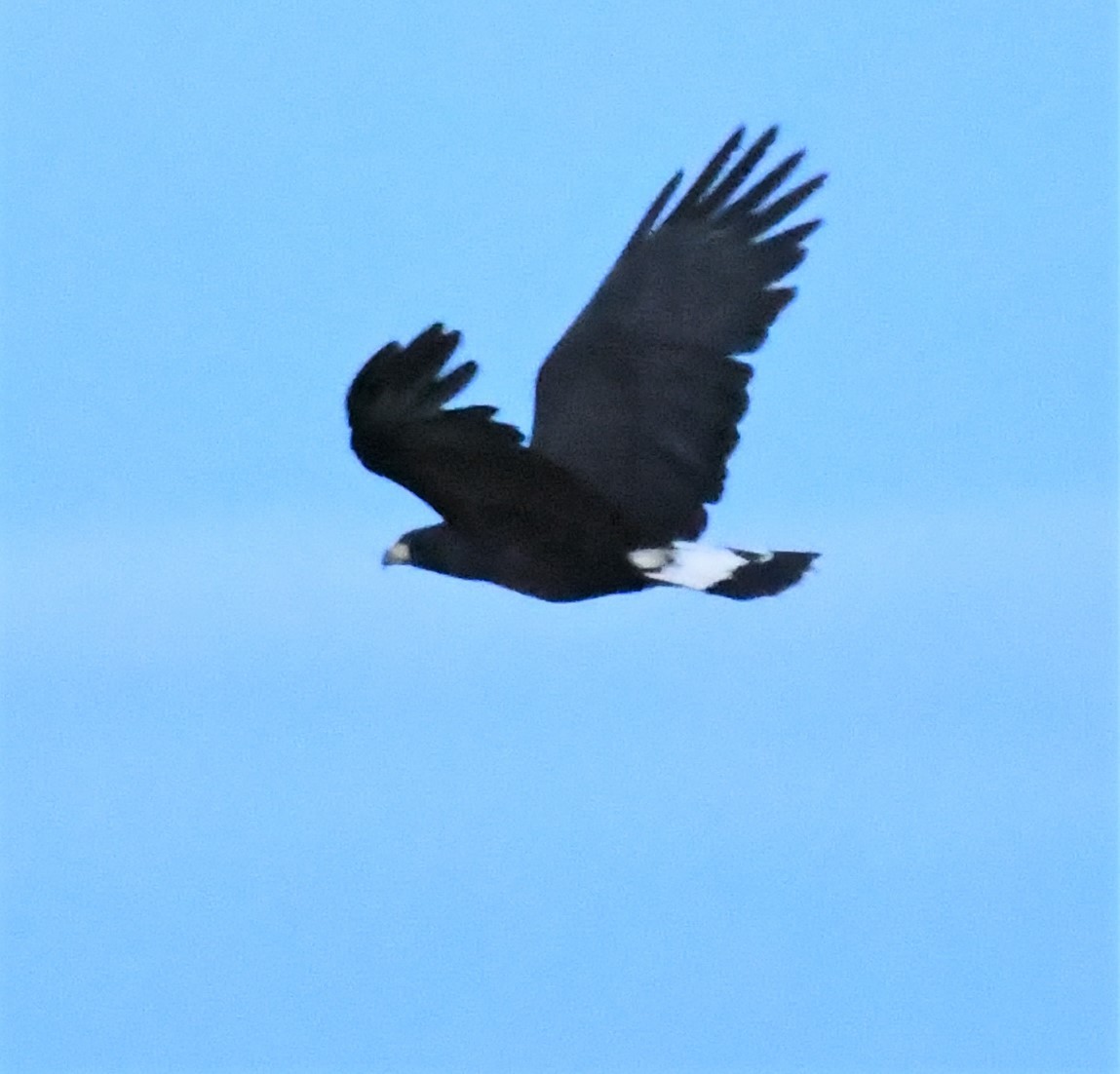 Great Black Hawk - ML220641421