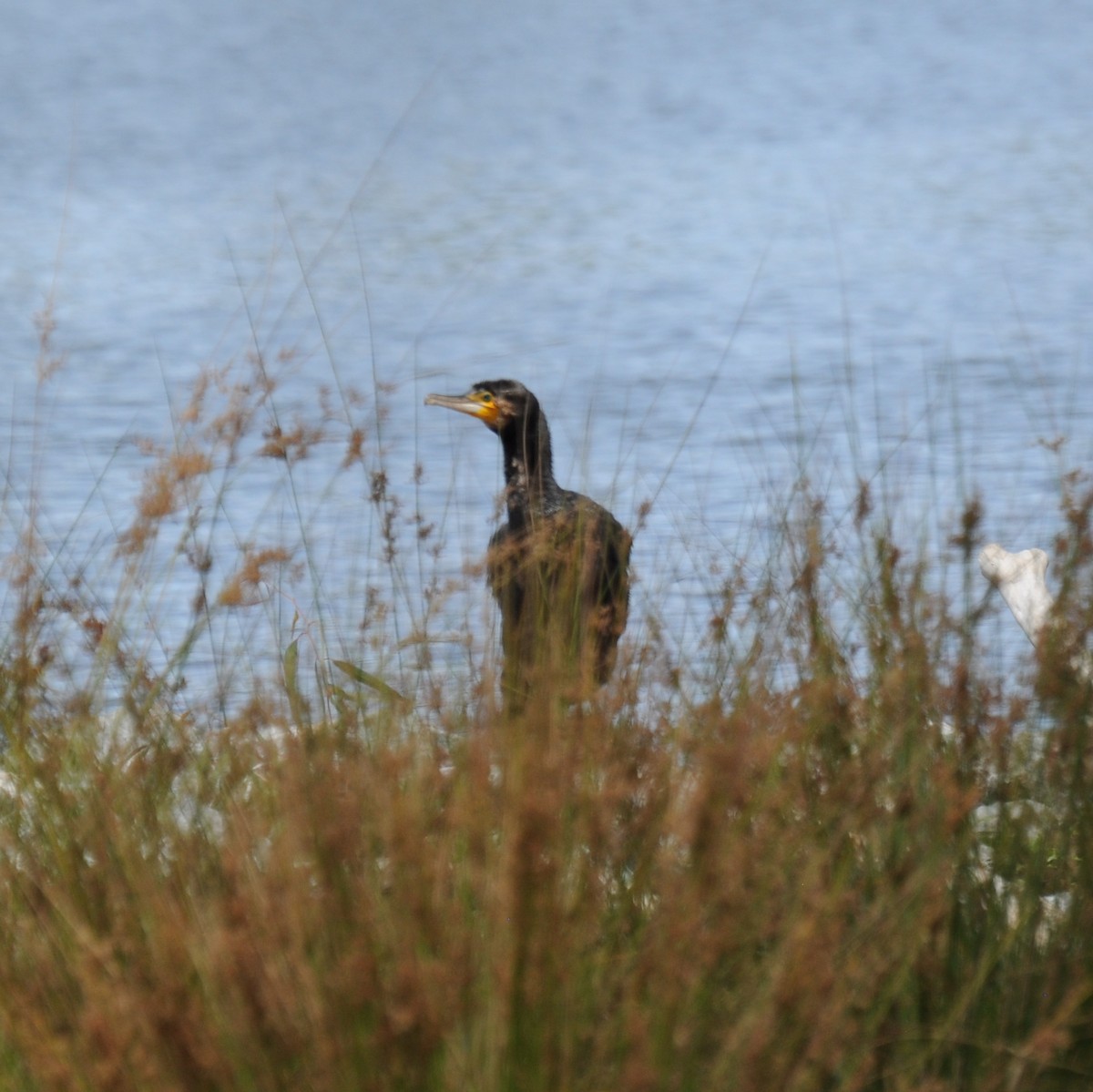 Great Cormorant - ML22064441