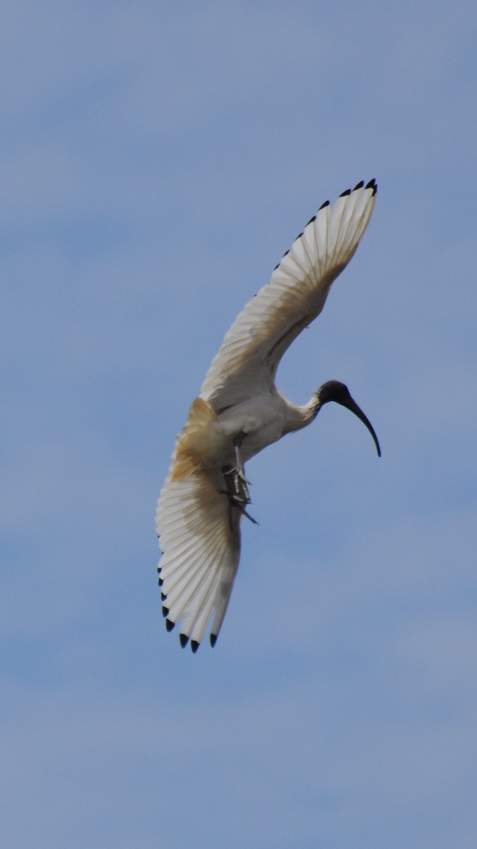 Australian Ibis - ML22064521