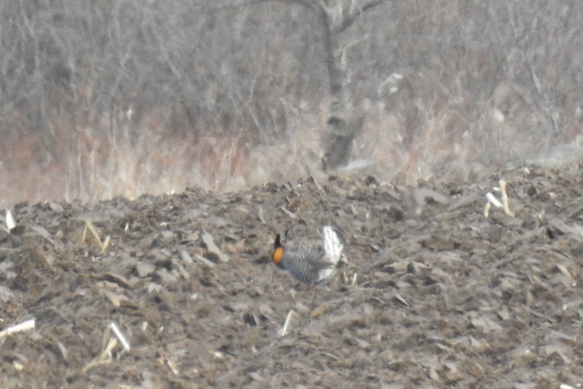 Greater Prairie-Chicken - Dan Belter