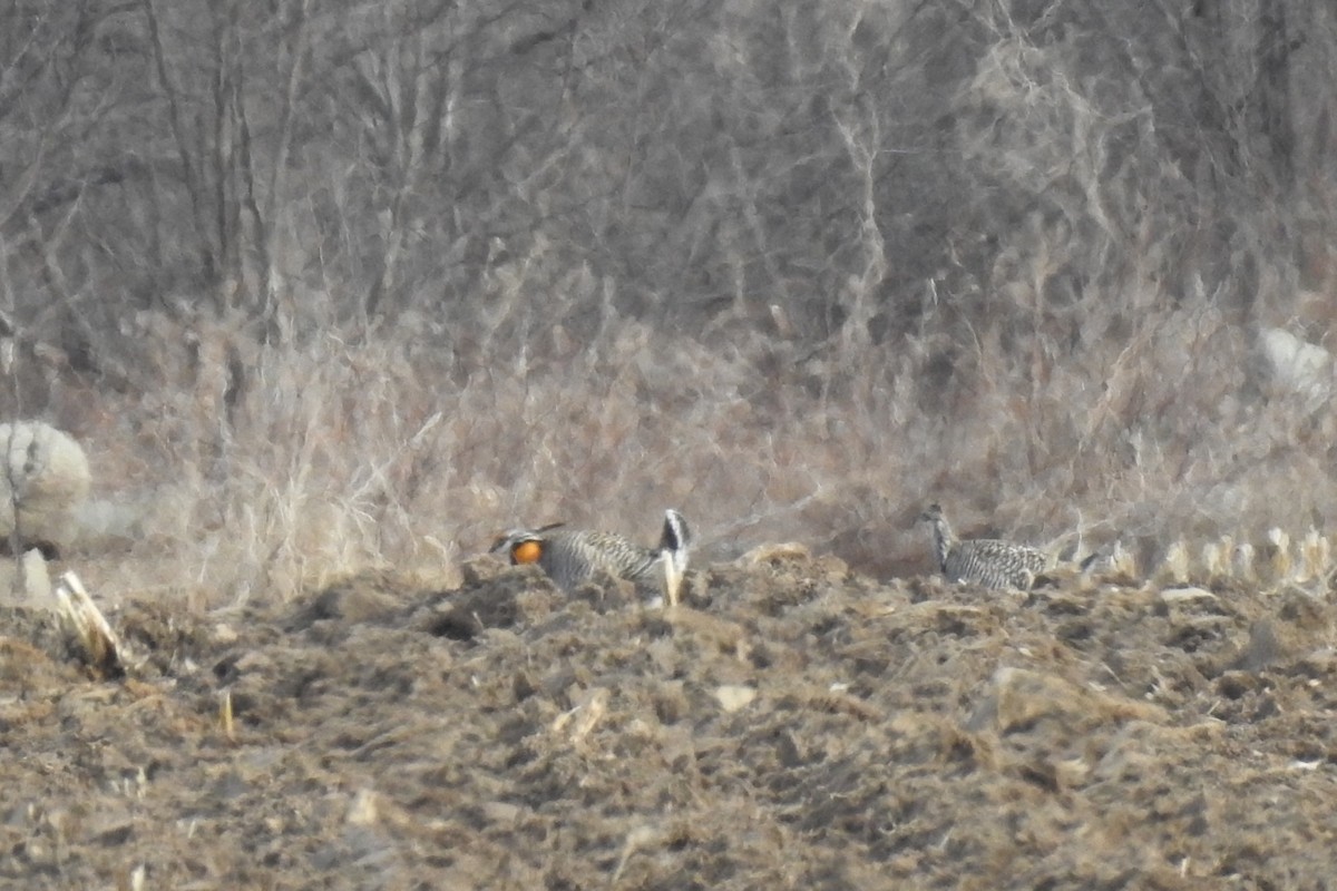 Greater Prairie-Chicken - Dan Belter