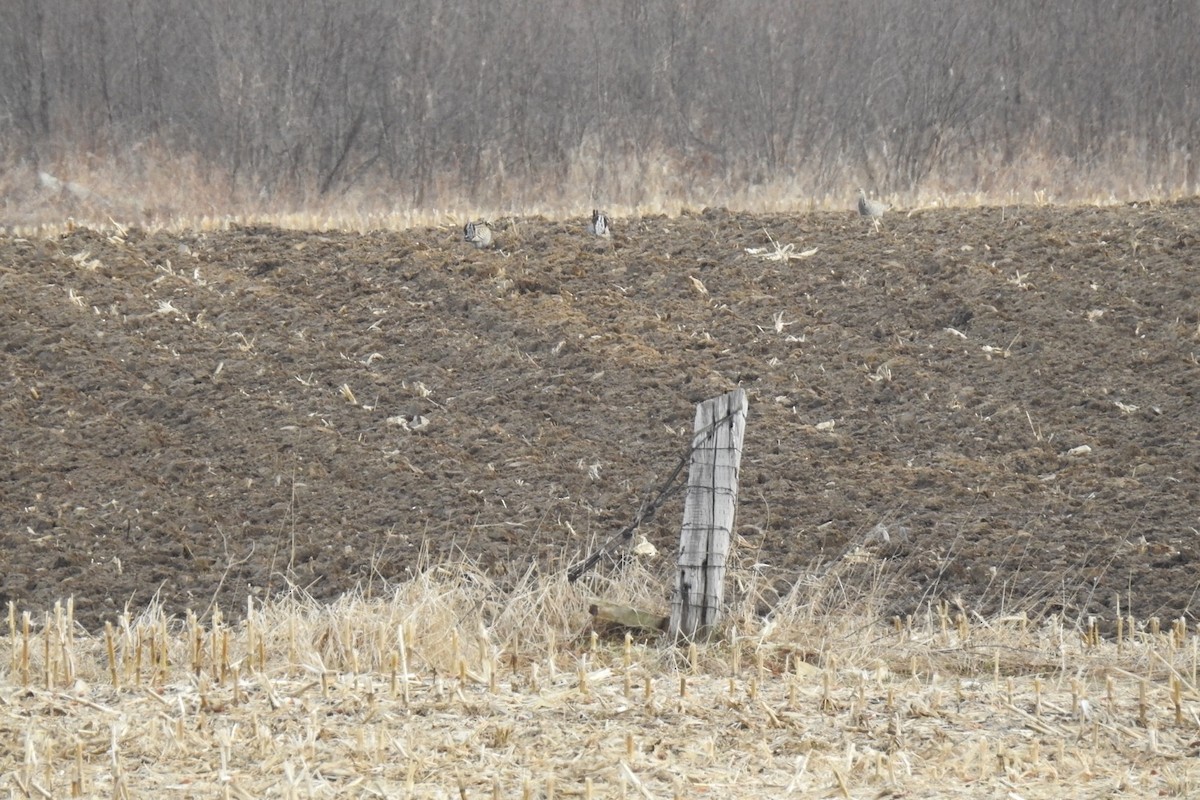 Greater Prairie-Chicken - Dan Belter