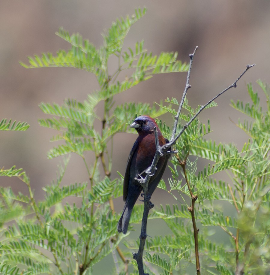 Varied Bunting - ML220646981