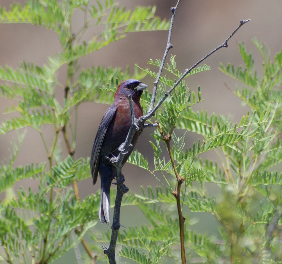 Varied Bunting - ML220647341