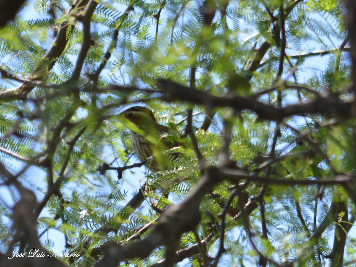 Scimitar-billed Woodcreeper - ML22065131