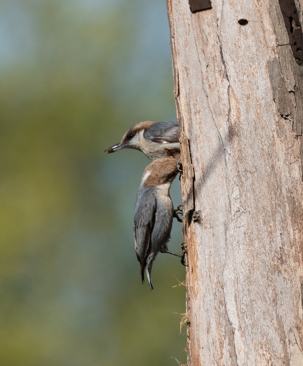 Brown-headed Nuthatch - ML220653851