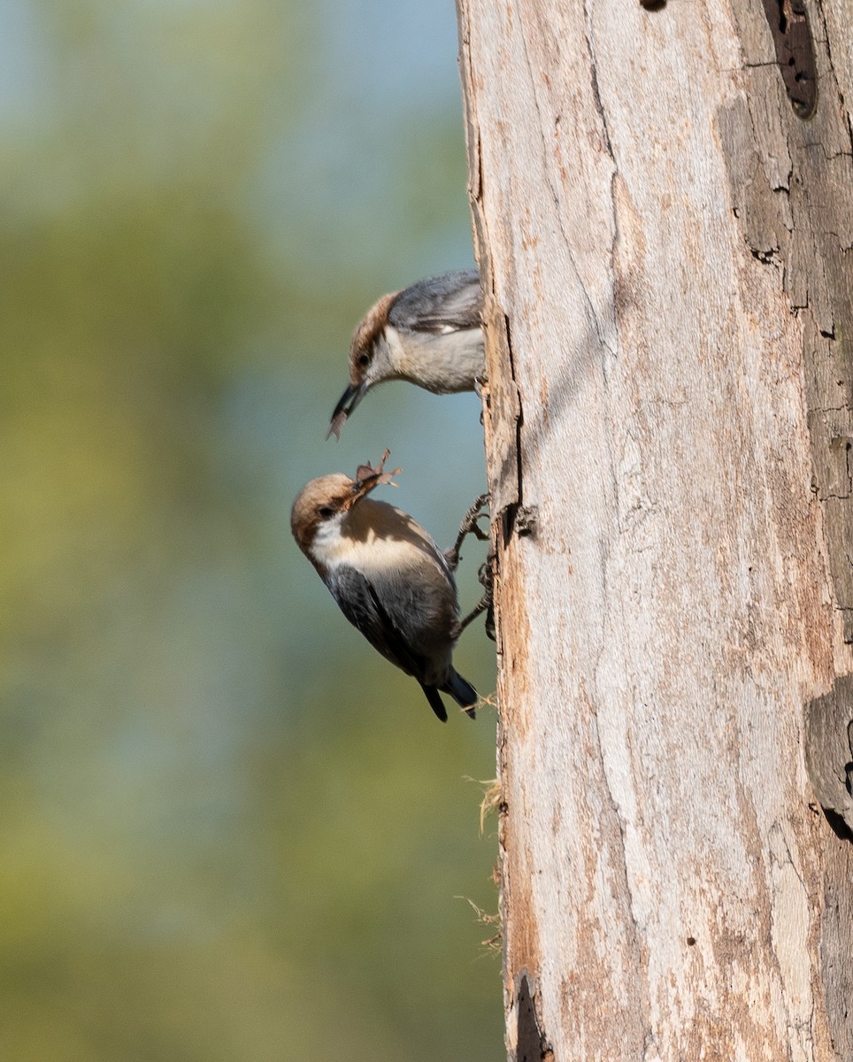 Brown-headed Nuthatch - ML220653861