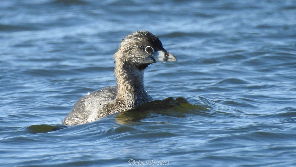 Pied-billed Grebe - ML220657451