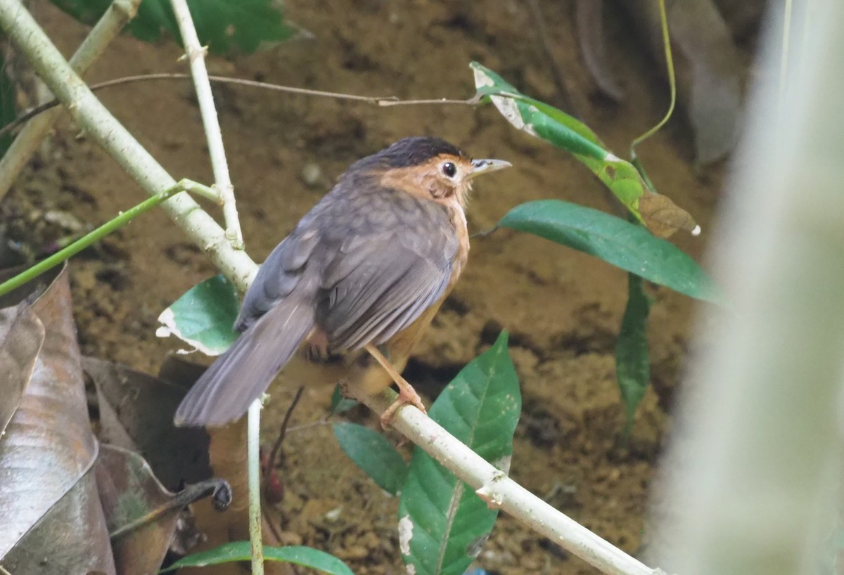 Brown-capped Babbler - ML220659941