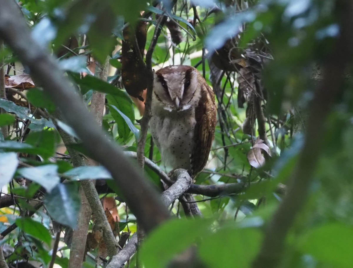 Sri Lanka Bay-Owl - ML220660931