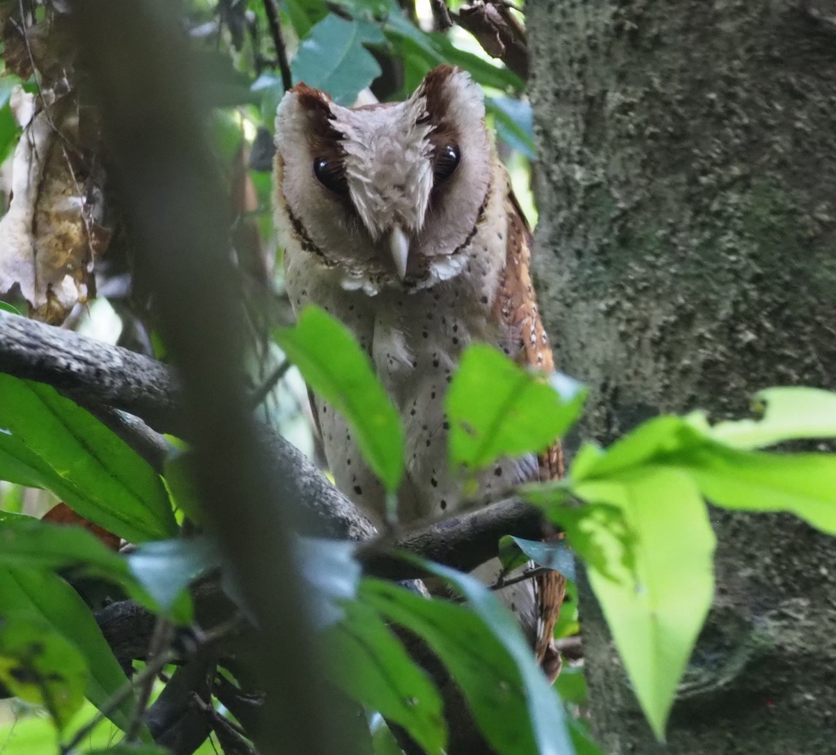 Sri Lanka Bay-Owl - ML220660981