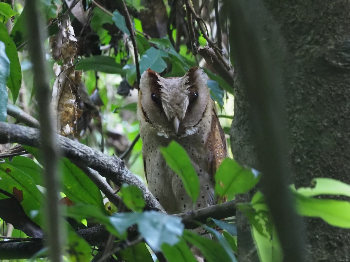 Sri Lanka Bay-Owl - ML220661091