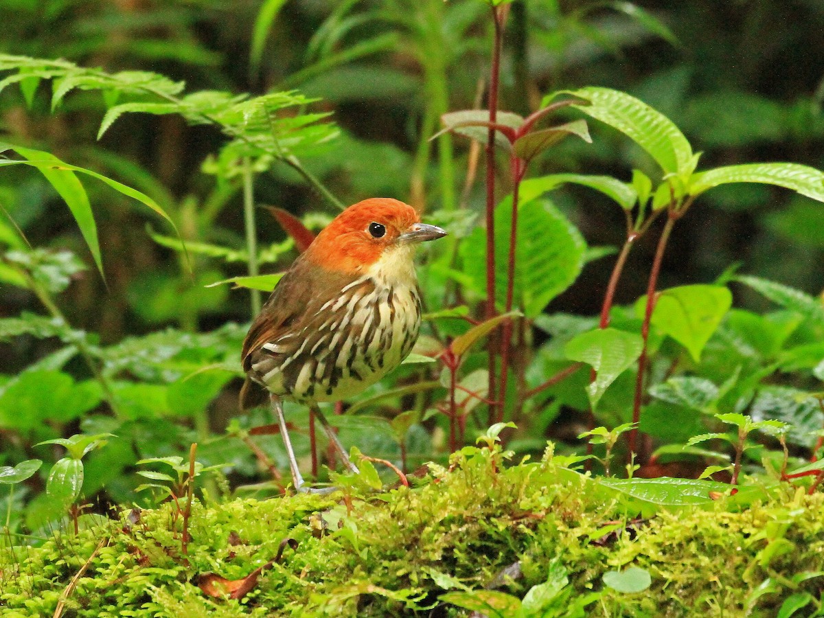 Chestnut-crowned Antpitta - Carl Poldrack