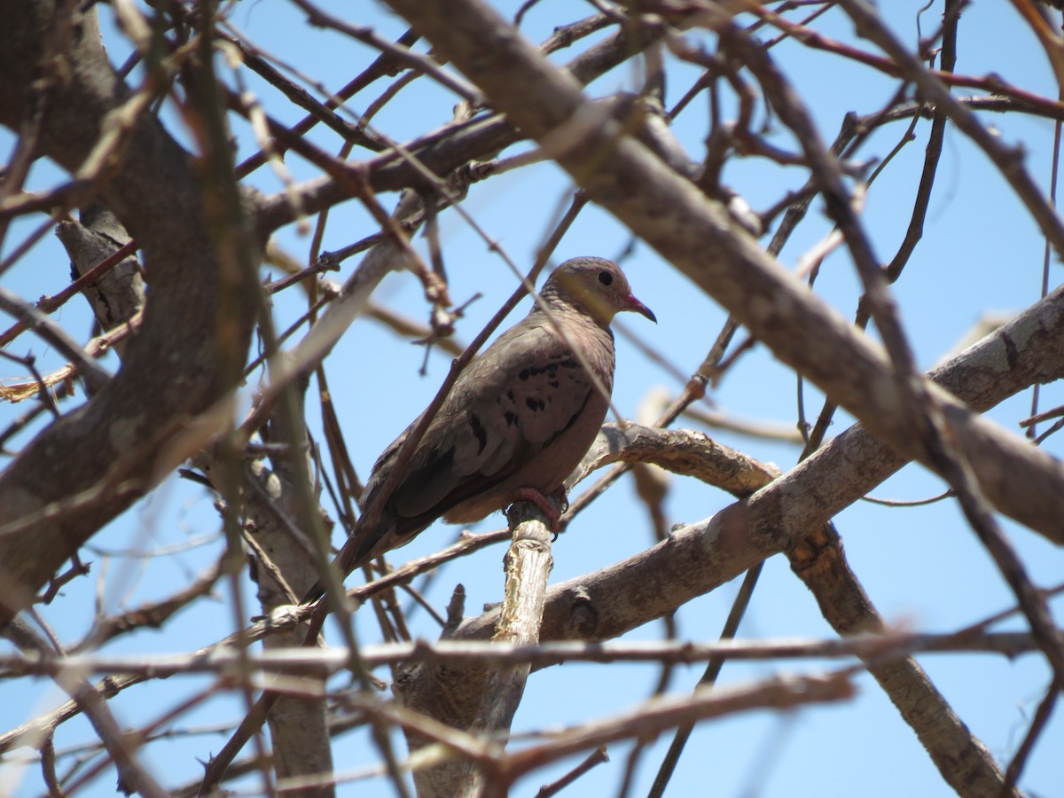 Common Ground Dove - ML220664921