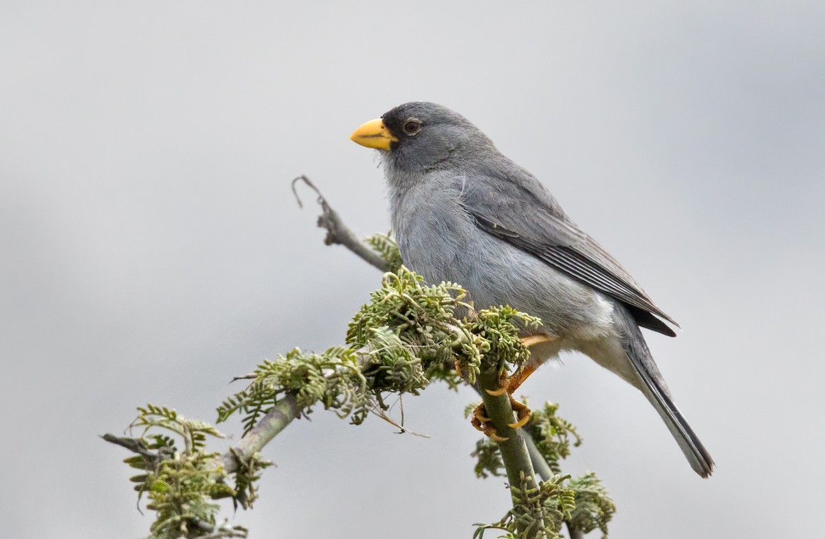 Cinereous Finch - Lars Petersson | My World of Bird Photography