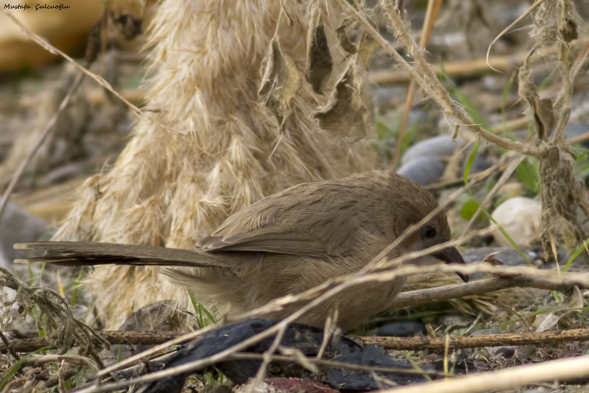 Iraq Babbler - ML22066611