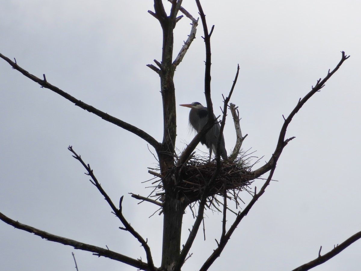 Great Blue Heron - Sara Griesemer