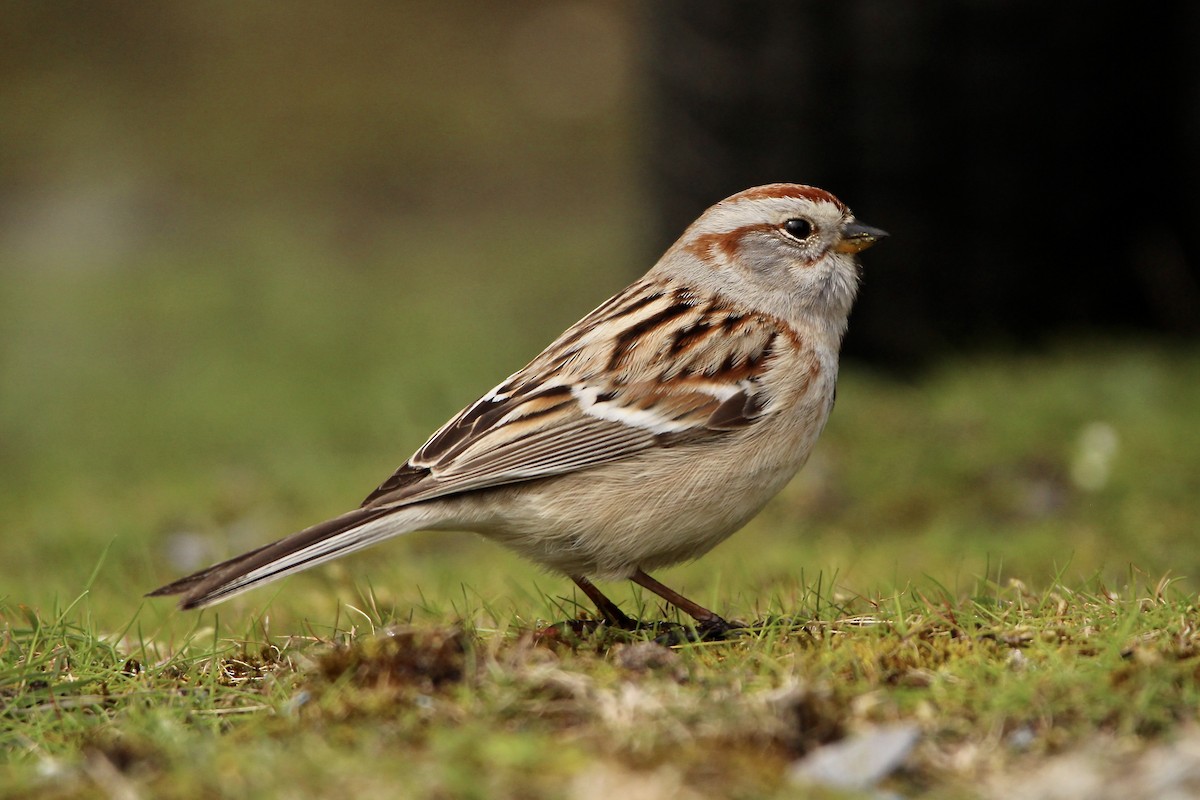 American Tree Sparrow - ML220666931