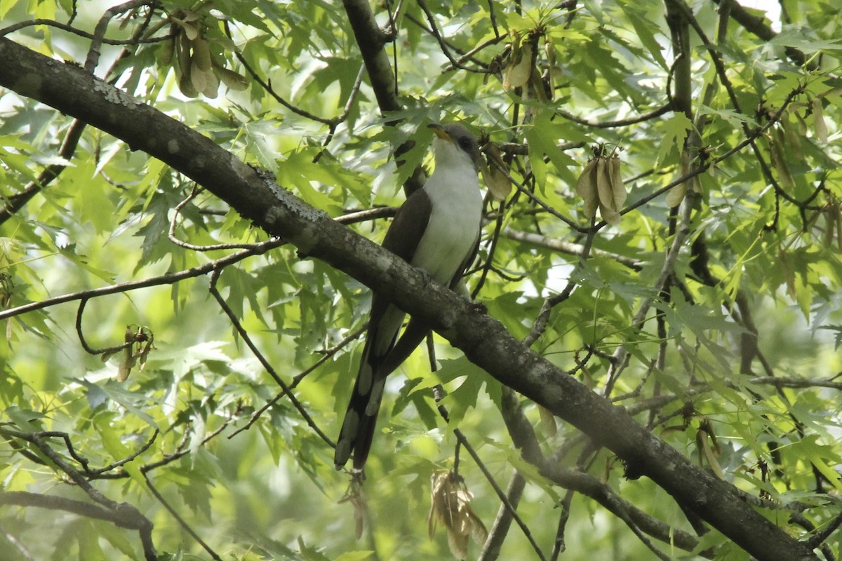 Yellow-billed Cuckoo - David Marjamaa