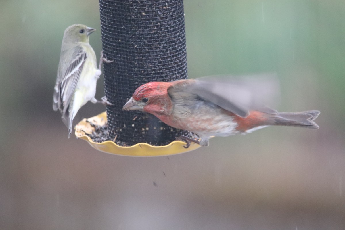 Purple Finch - ML220667051