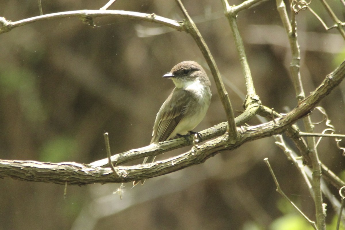 Eastern Phoebe - David Marjamaa