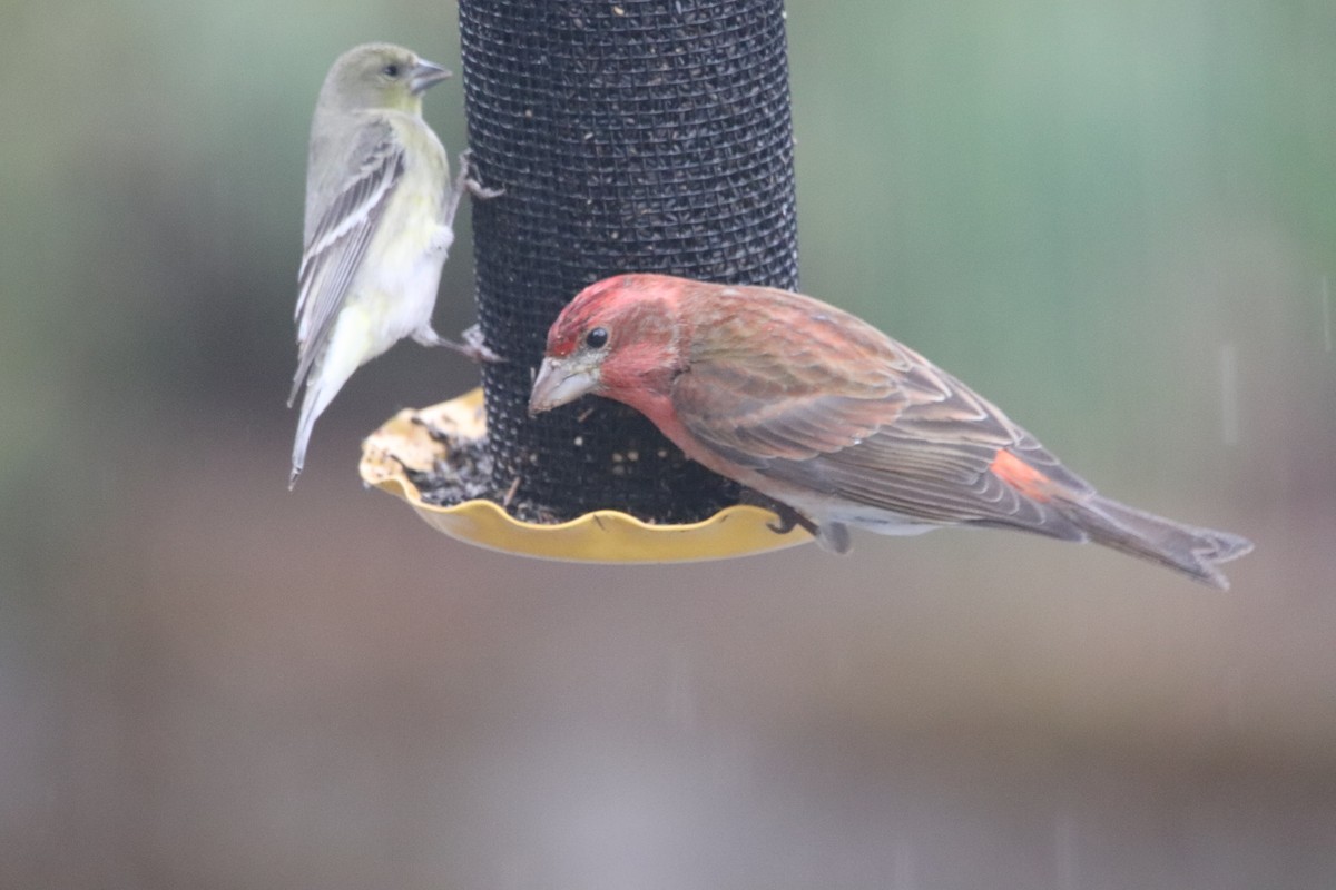 Purple Finch - ML220667451