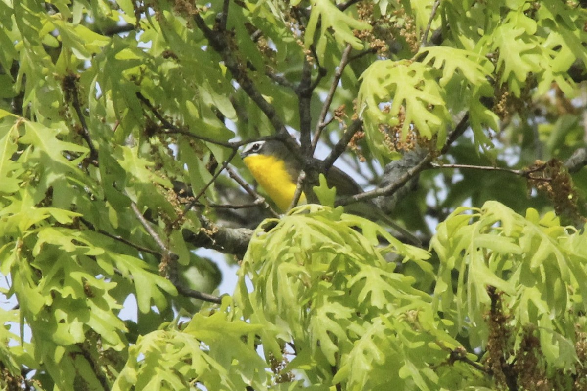 Yellow-breasted Chat - David Marjamaa