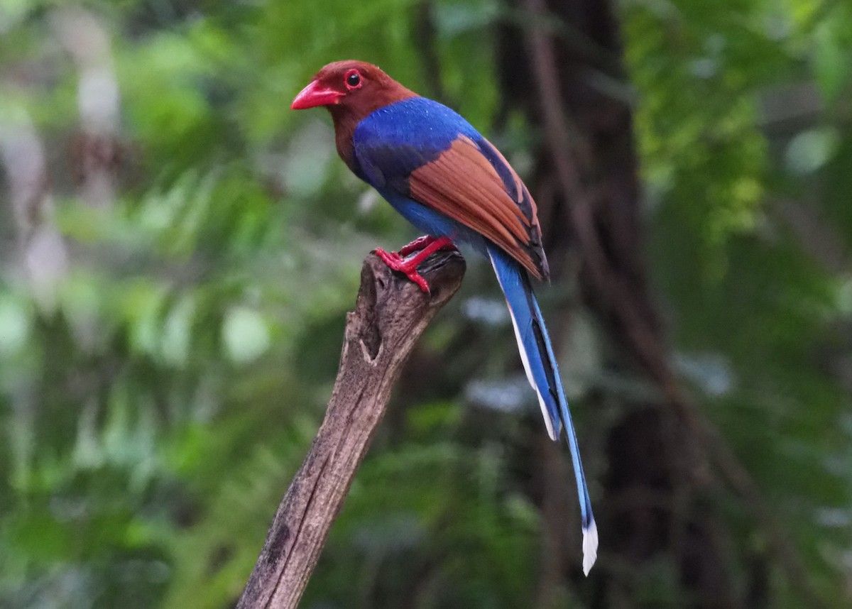 Sri Lanka Blue-Magpie - Stephan Lorenz / Rockjumper Birding Tours