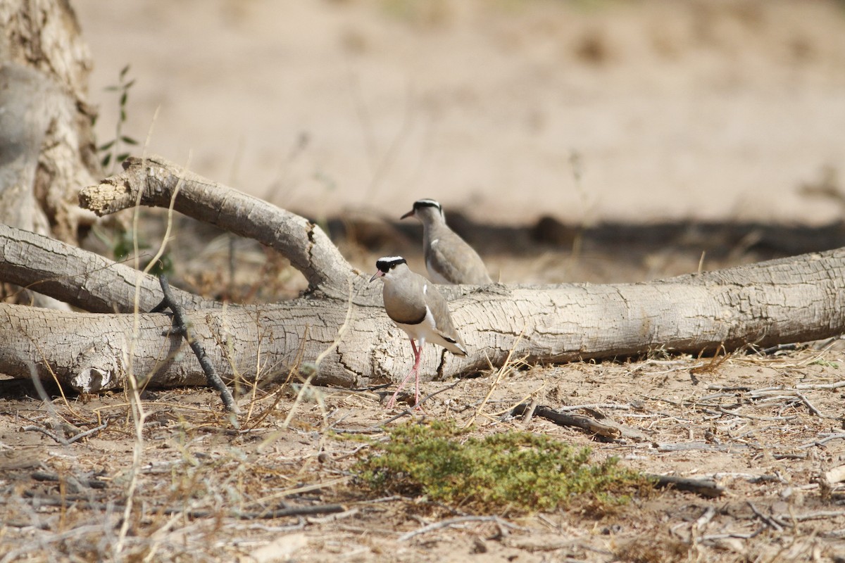 Crowned Lapwing - John Fitzpatrick