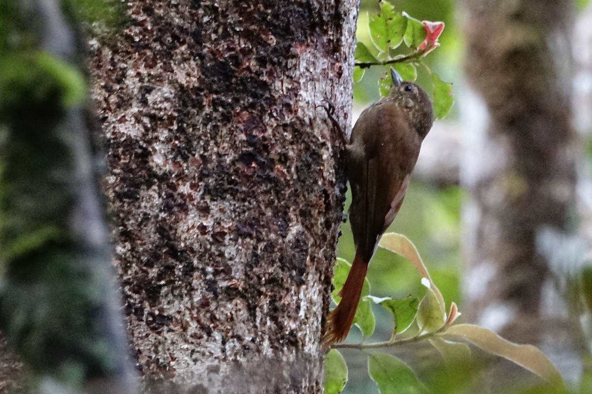 Wedge-billed Woodcreeper - ML220670101