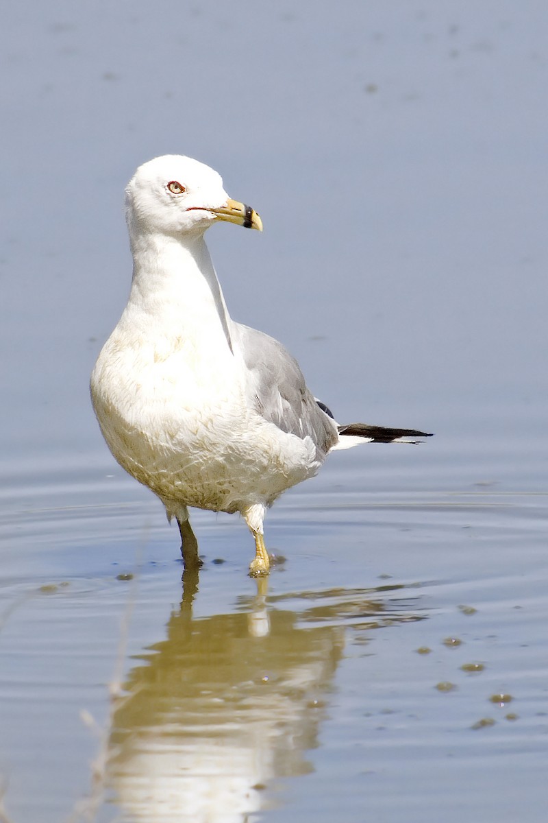 Ring-billed Gull - Antonio Rodriguez-Sinovas