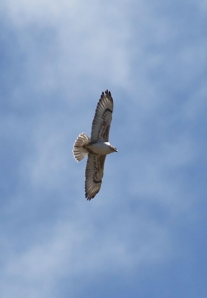 Ferruginous Hawk - ML220671251