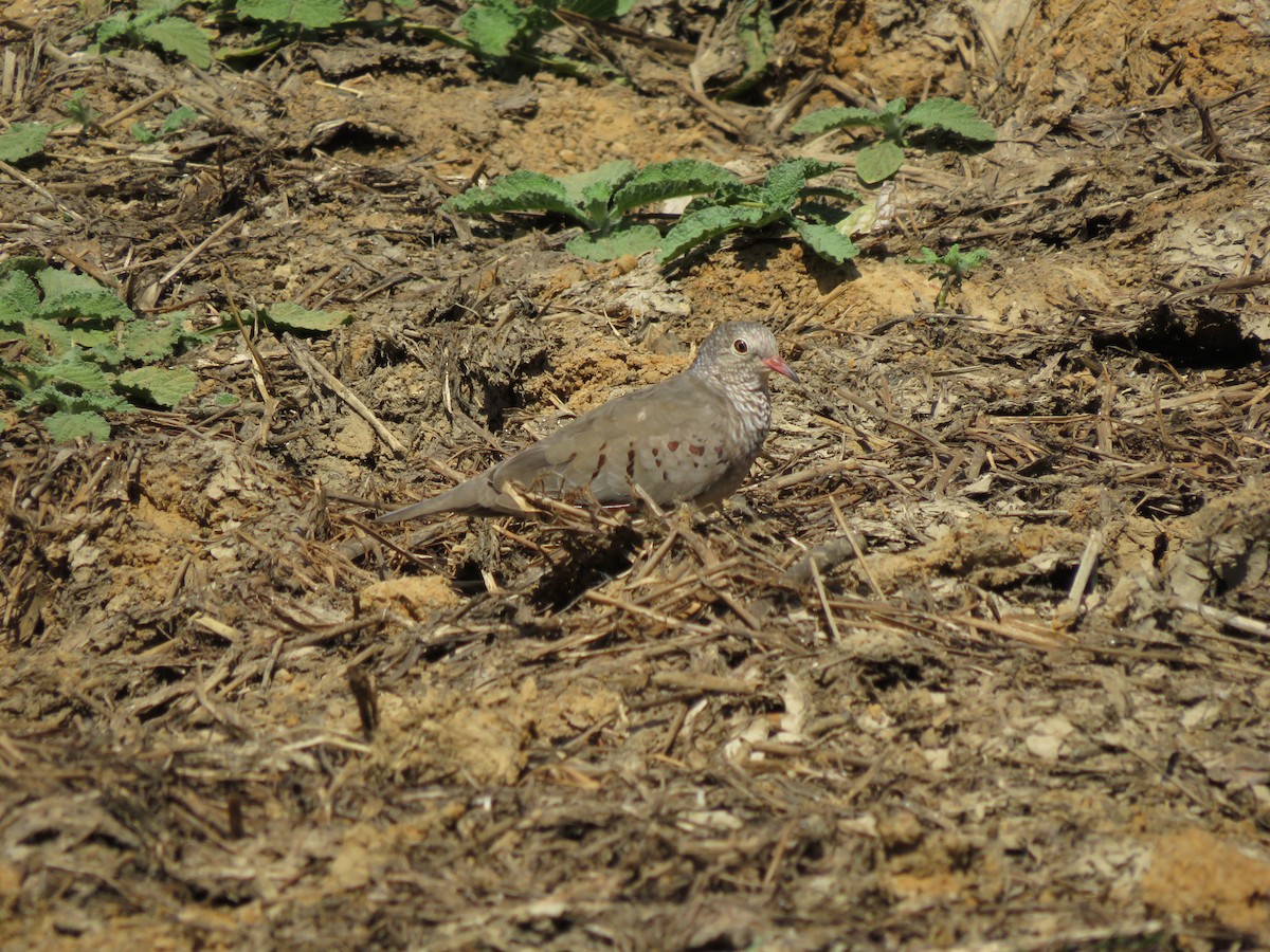 Common Ground Dove - ML220671301