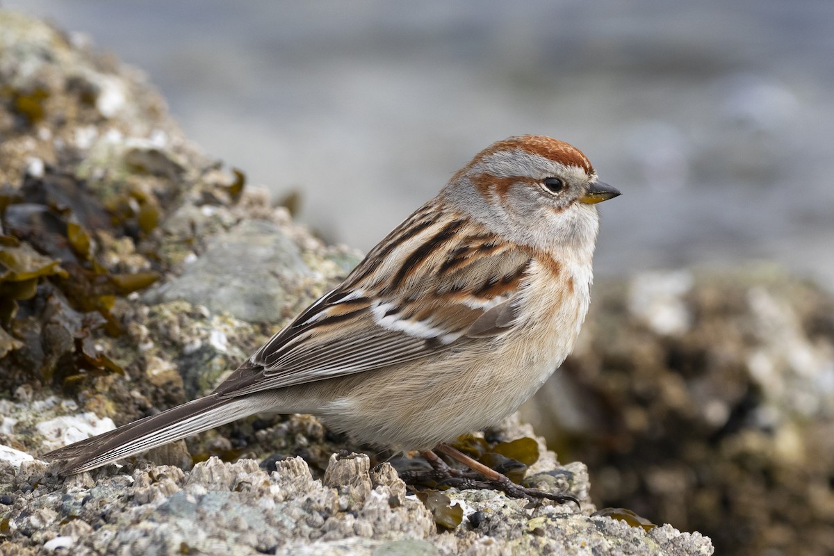 American Tree Sparrow - ML220674411