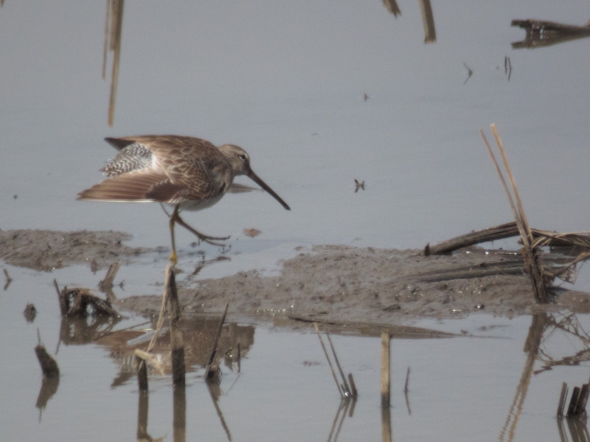 Long-billed Dowitcher - Tom Nagel