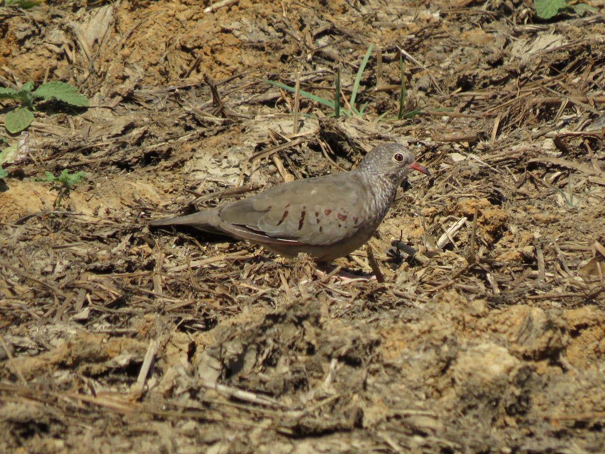 Colombe à queue noire - ML220675591