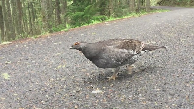 Sooty Grouse - ML220675981