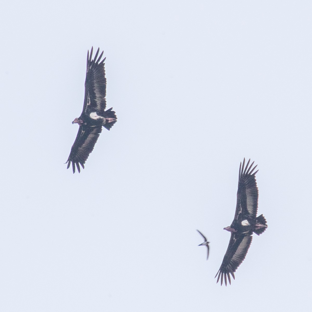 Red-headed Vulture - Steve McInnis