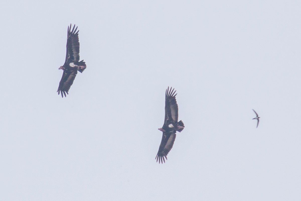 Alpine Swift - Steve McInnis