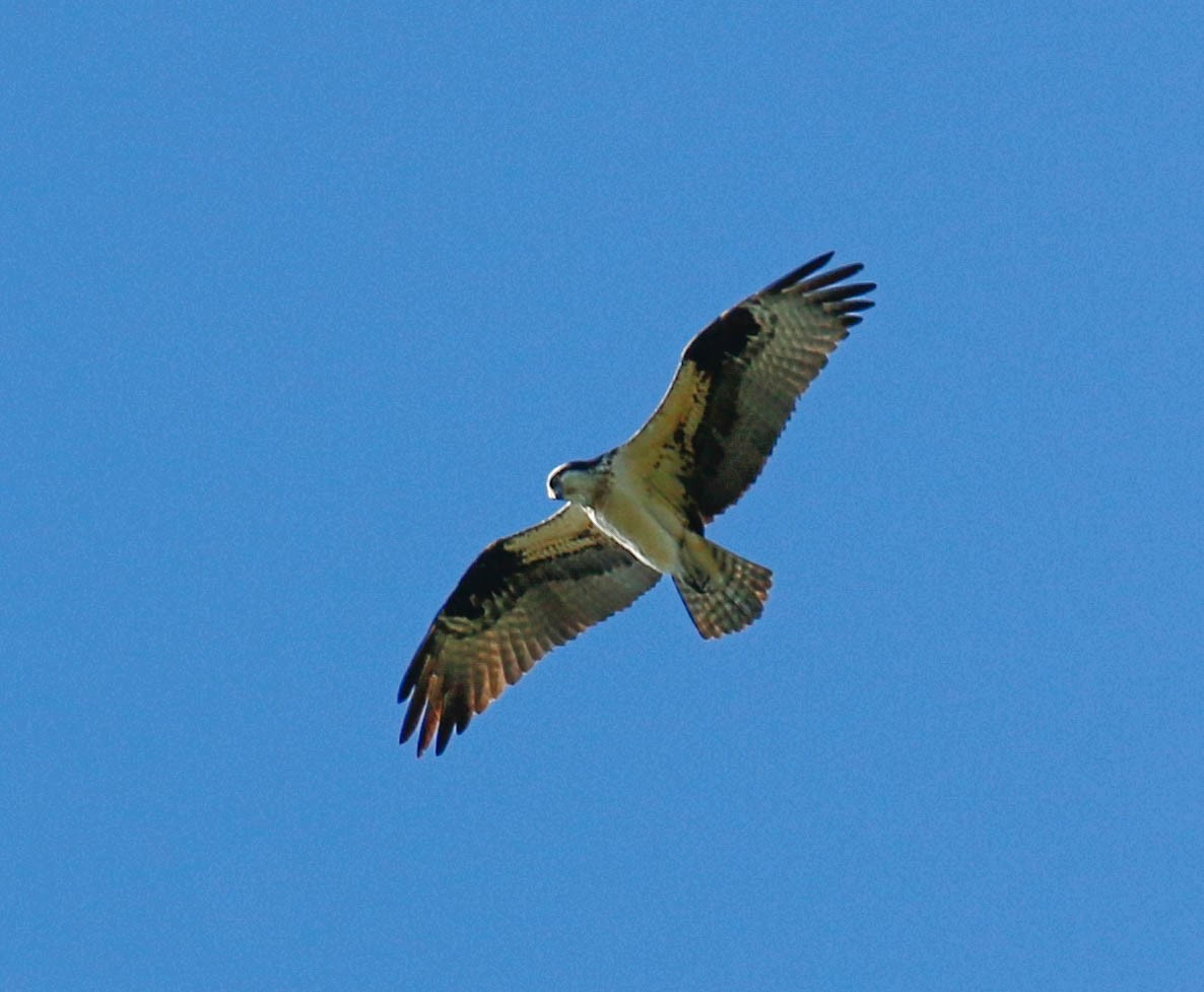 Osprey - ML220677741