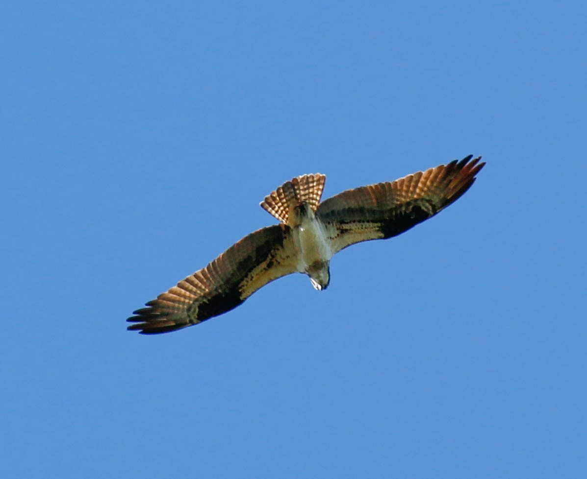 Osprey - ML220677791