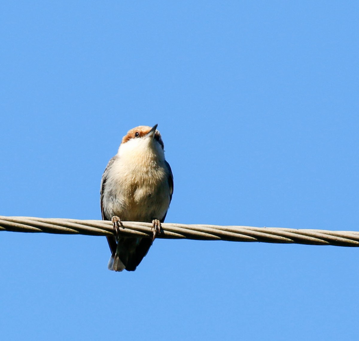 Brown-headed Nuthatch - ML220678431