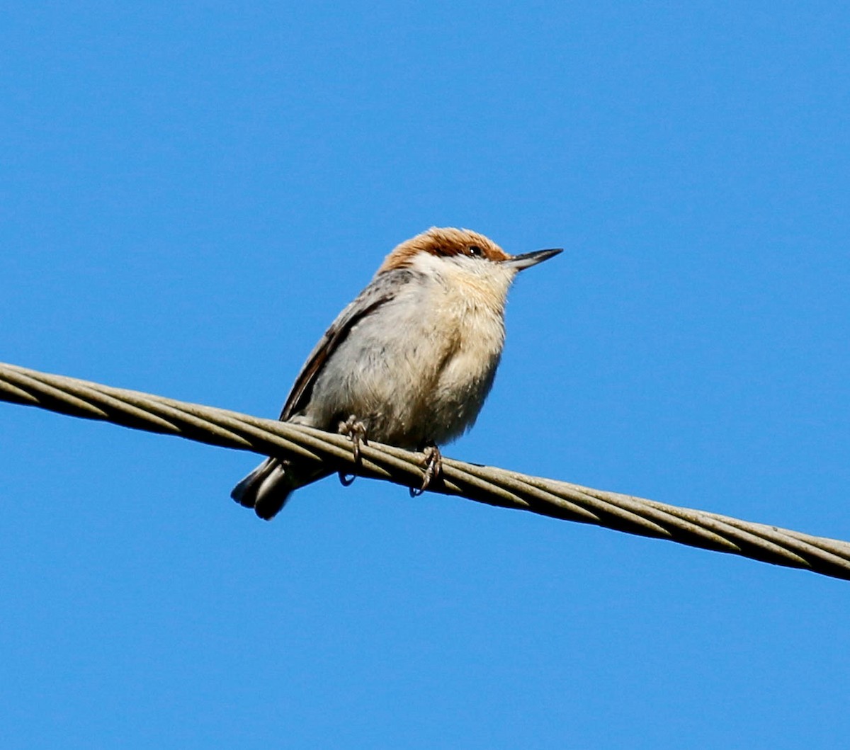 Brown-headed Nuthatch - ML220678441