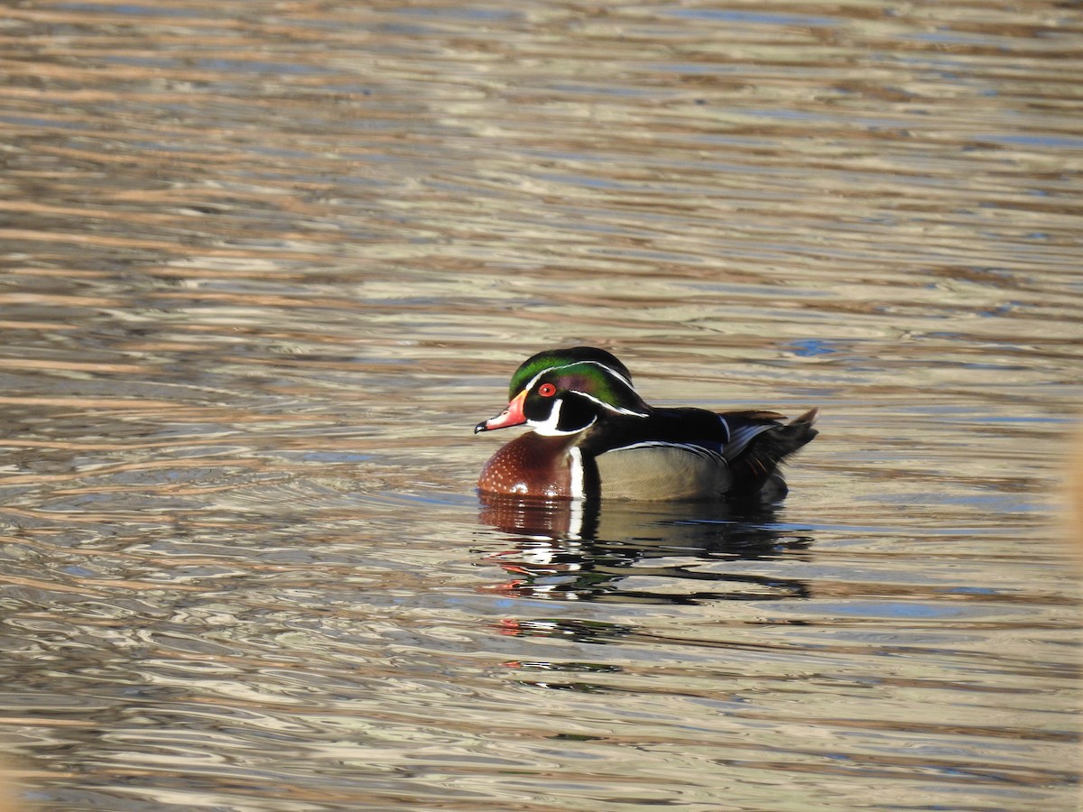 Wood Duck - ML220678751
