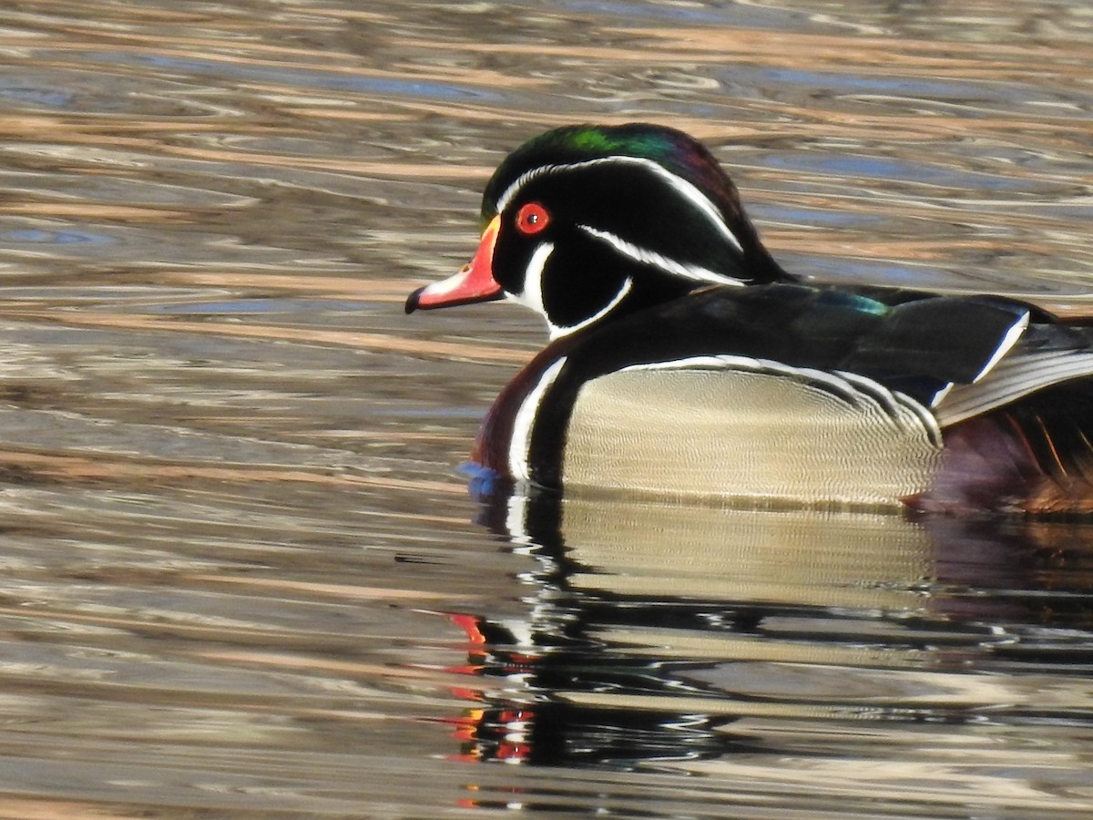 Wood Duck - ML220678781