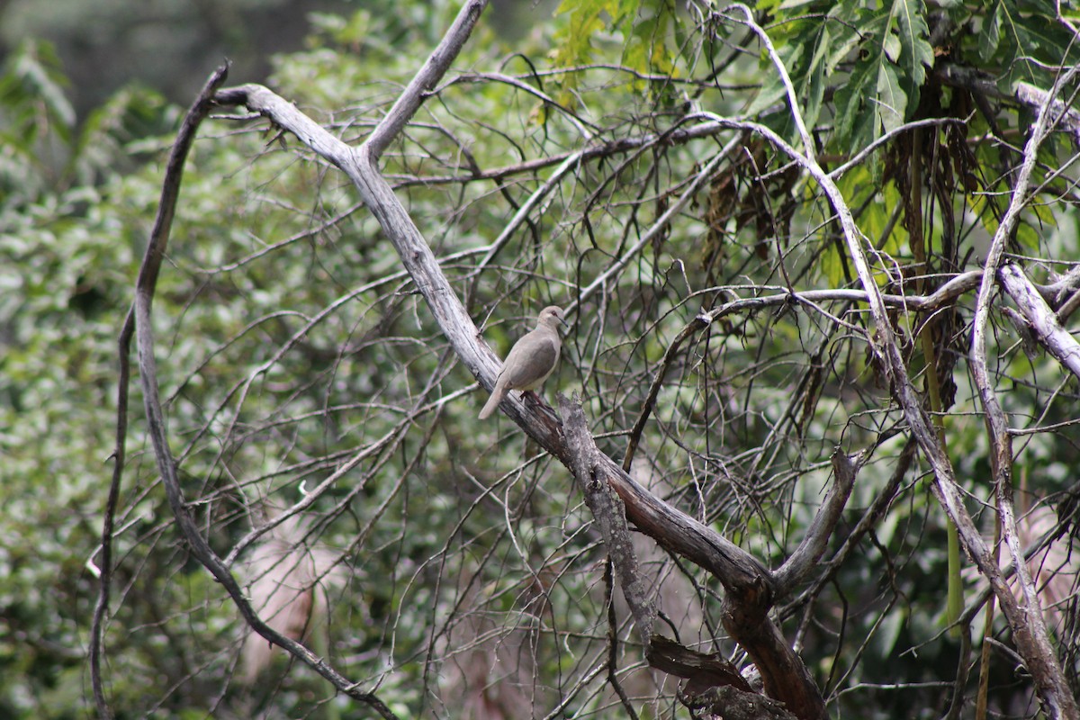 White-tipped Dove (decolor) - ML220679531
