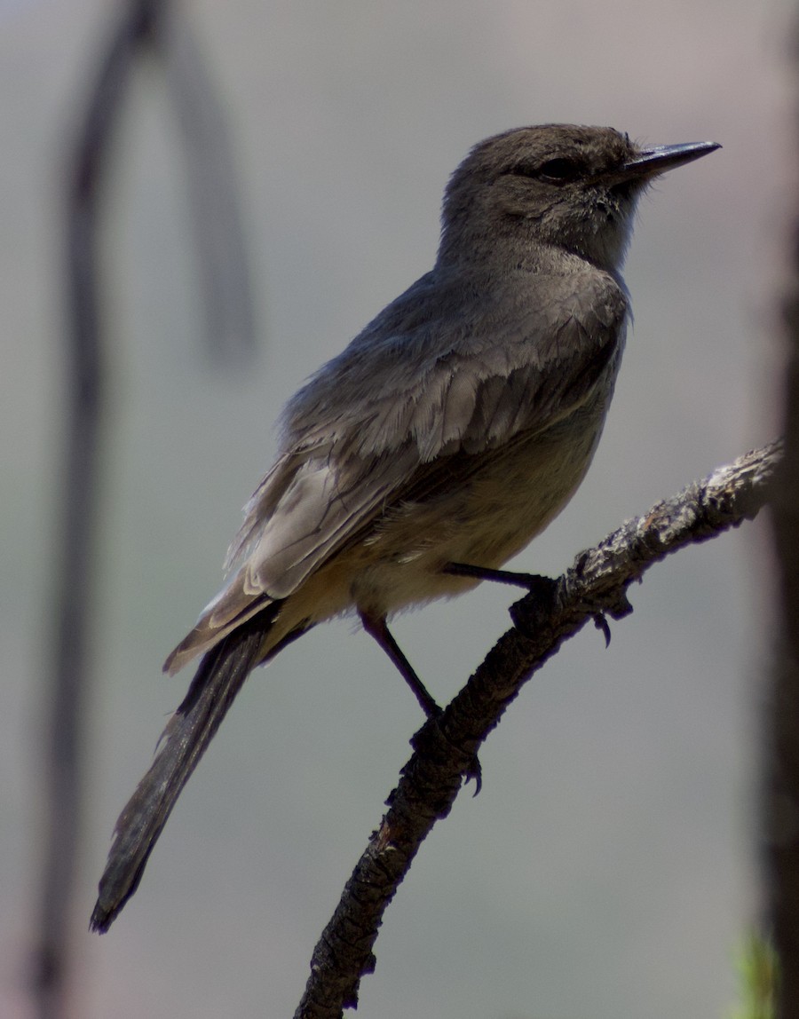 Say's Phoebe - ML220679631