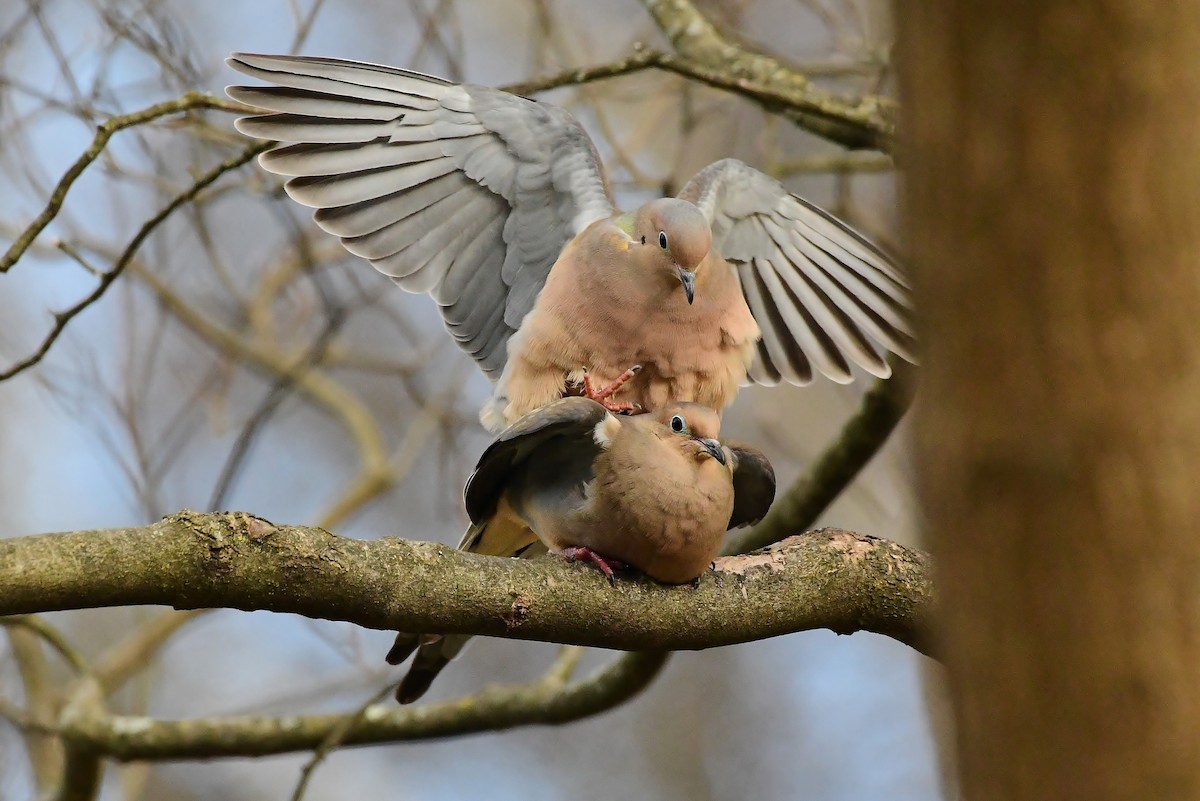 Mourning Dove - Robert Howard